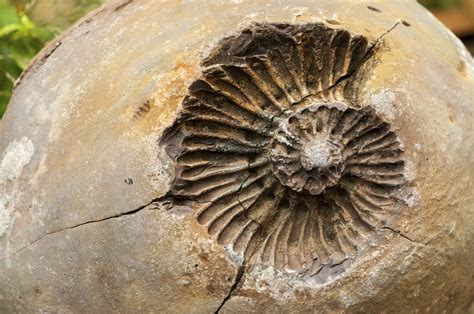 example of a cast fossil.